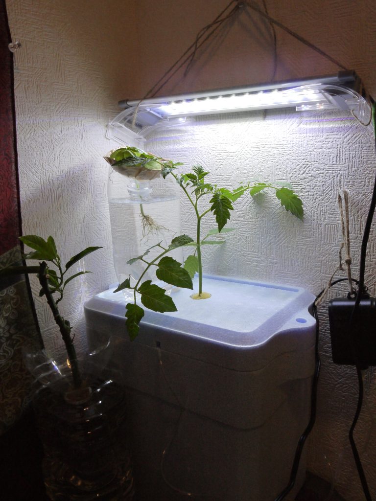 ハイポニカ ミニトマトの水耕栽培at室内２ ライト選択の過ち ぴすけの庭