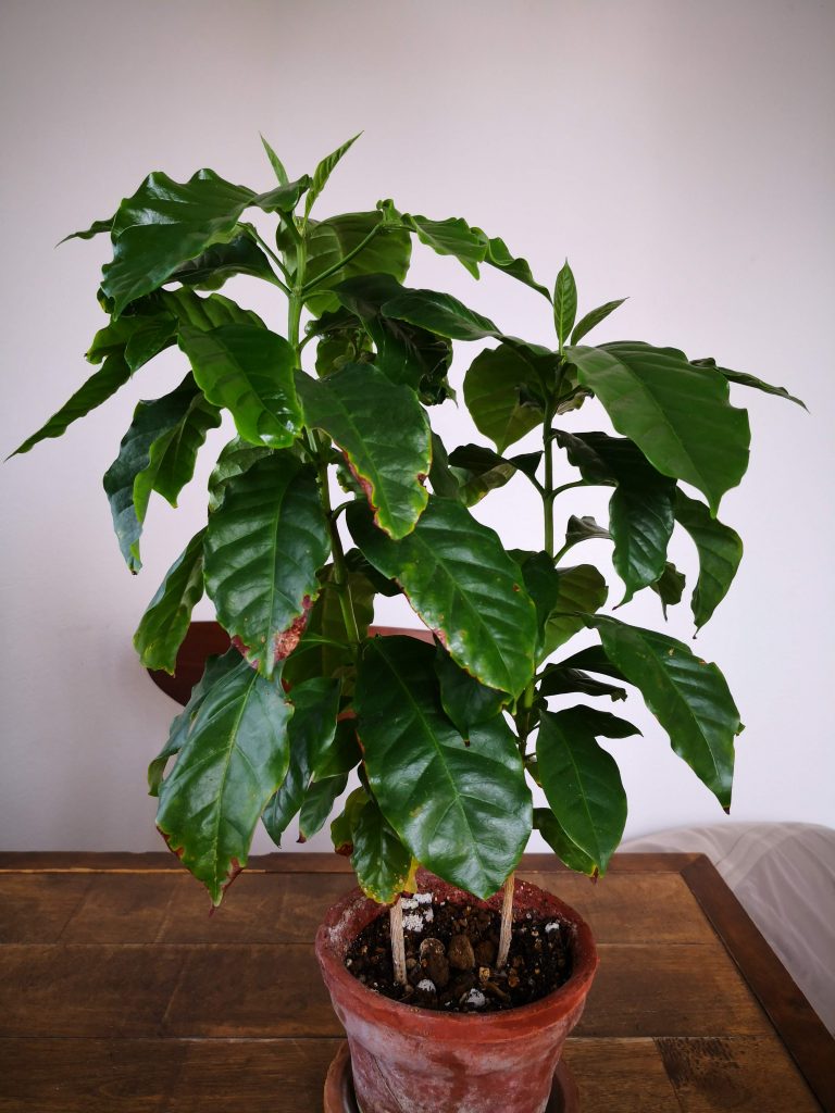 100均植物たちの成長 コーヒーノキ その４ １年半後 植え替え 19春 ぴすけの庭