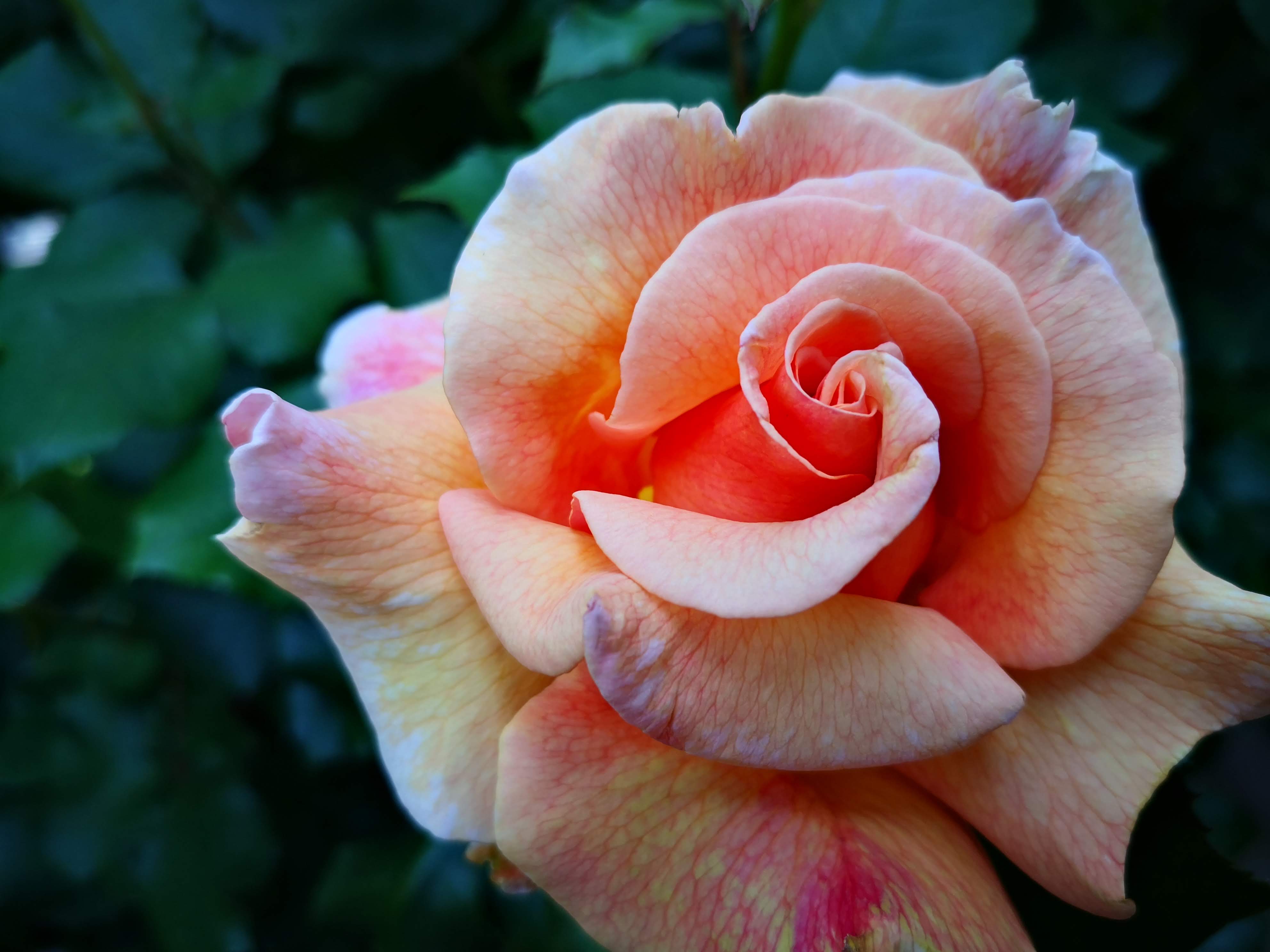 横浜イングリッシュガーデン 春のバラを堪能してきました 19春 ぴすけの庭